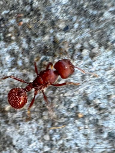 Pogonomyrmex subdentatus photo 105