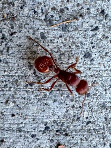 Pogonomyrmex subdentatus photo 106