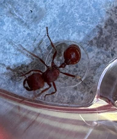 Pogonomyrmex subdentatus photo 107