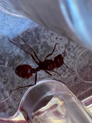 Pogonomyrmex subdentatus photo 108