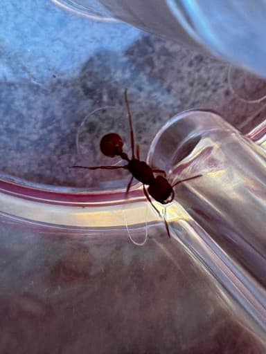Pogonomyrmex subdentatus photo 109