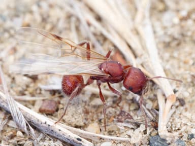 Pogonomyrmex subdentatus photo 111