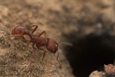 Pogonomyrmex subdentatus photo 113