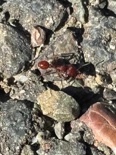 Pogonomyrmex subdentatus photo 117