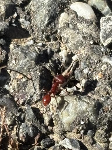 Pogonomyrmex subdentatus photo 119