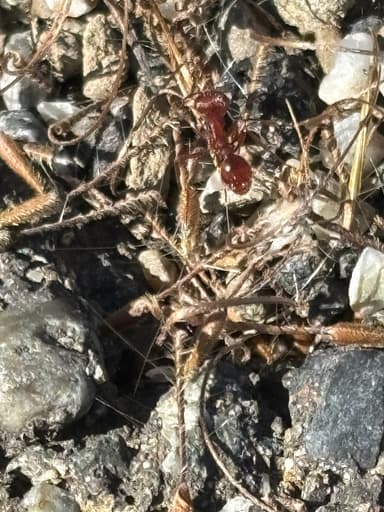 Pogonomyrmex subdentatus photo 120