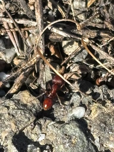 Pogonomyrmex subdentatus photo 121
