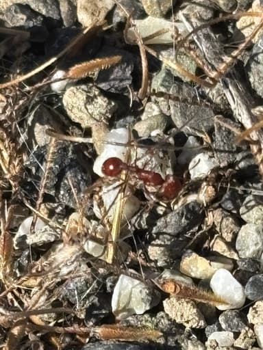 Pogonomyrmex subdentatus photo 122