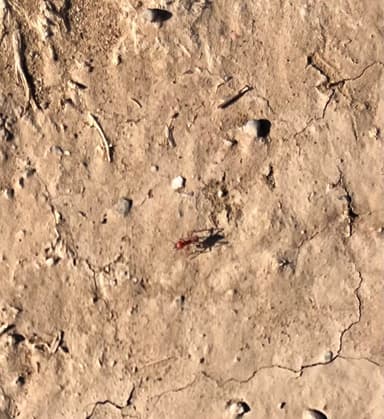 Pogonomyrmex subdentatus photo 124