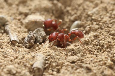 Pogonomyrmex subdentatus photo 125