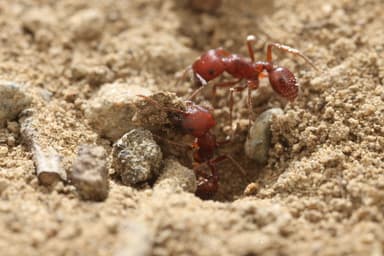 Pogonomyrmex subdentatus photo 126