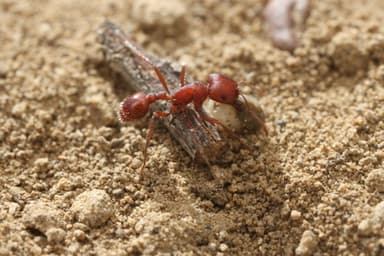Pogonomyrmex subdentatus photo 127