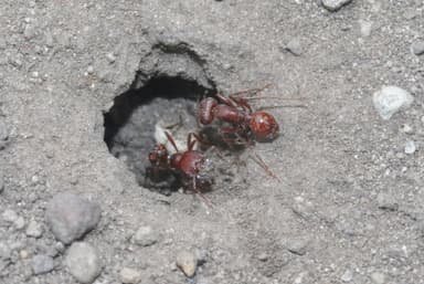 Pogonomyrmex subdentatus photo 130
