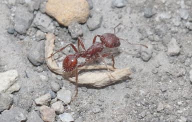Pogonomyrmex subdentatus photo 131