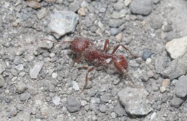 Pogonomyrmex subdentatus photo 132