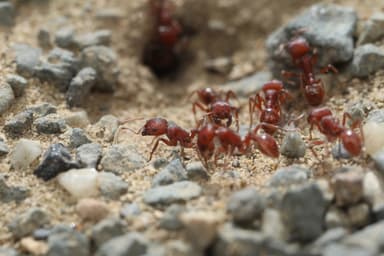 Pogonomyrmex subdentatus photo 133