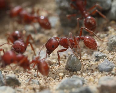Pogonomyrmex subdentatus photo 134