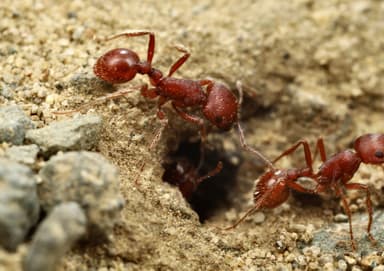Pogonomyrmex subdentatus photo 135