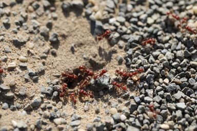Pogonomyrmex subdentatus photo 136