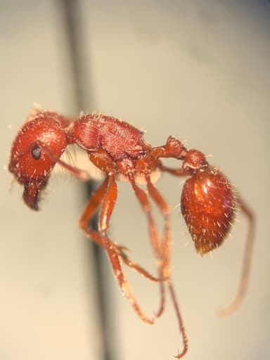 Pogonomyrmex subdentatus photo 137