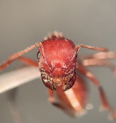 Pogonomyrmex subdentatus photo 138