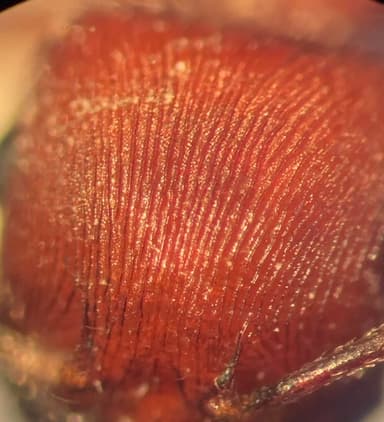 Pogonomyrmex subdentatus photo 139
