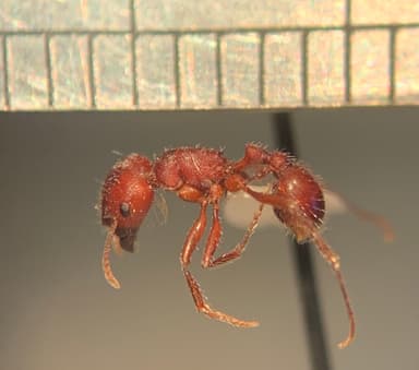 Pogonomyrmex subdentatus photo 140