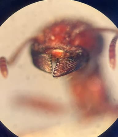 Pogonomyrmex subdentatus photo 141