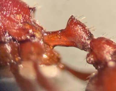 Pogonomyrmex subdentatus photo 142