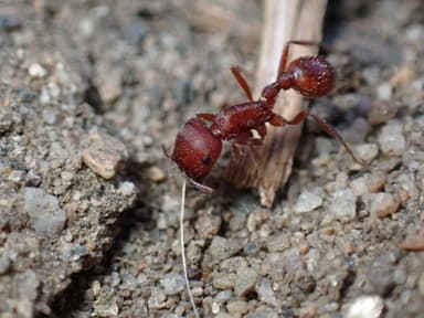 Pogonomyrmex subdentatus photo 143