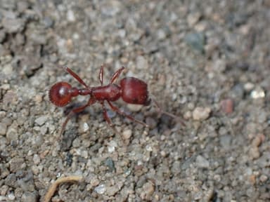 Pogonomyrmex subdentatus photo 144