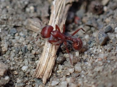 Pogonomyrmex subdentatus photo 145