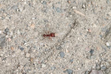 Pogonomyrmex subdentatus photo 149