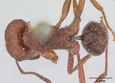 Pogonomyrmex subdentatus — queen photo 3