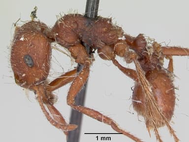 Pogonomyrmex subdentatus — queen photo 5