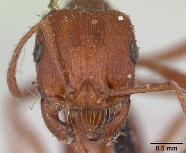 Pogonomyrmex subdentatus — queen photo 9