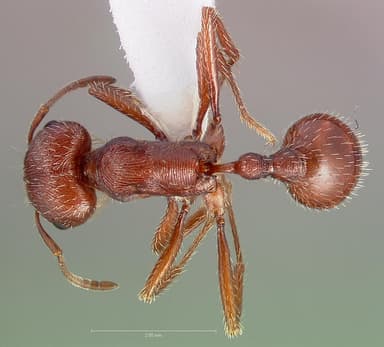 Pogonomyrmex subdentatus — queen photo 12