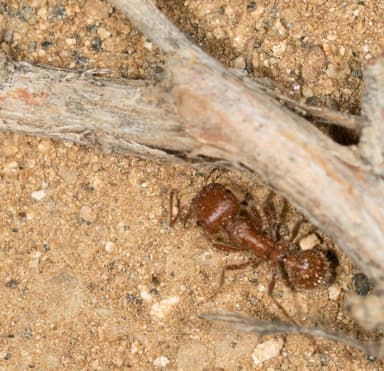 Pogonomyrmex subnitidus photo 4