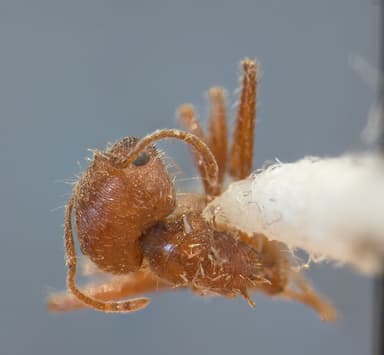 Pogonomyrmex subnitidus photo 6