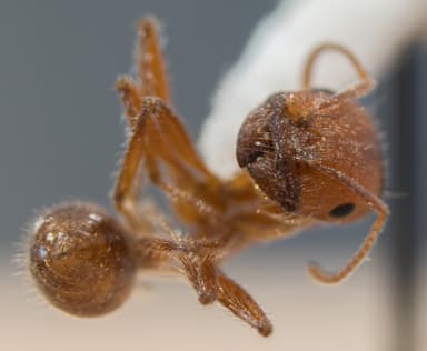 Pogonomyrmex subnitidus photo 7