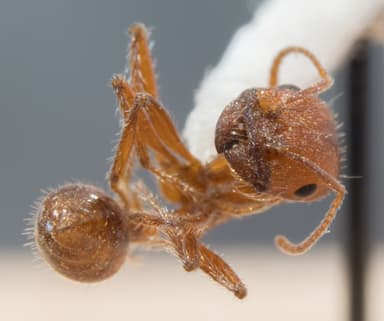 Pogonomyrmex subnitidus photo 9