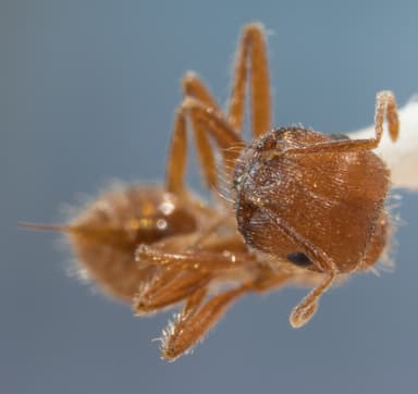 Pogonomyrmex subnitidus photo 11