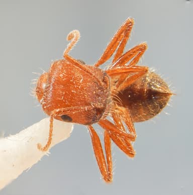 Pogonomyrmex subnitidus photo 13