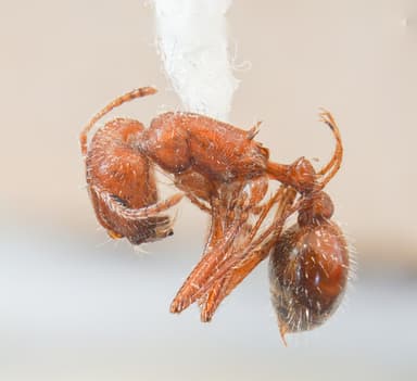 Pogonomyrmex subnitidus photo 15