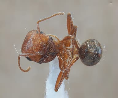 Pogonomyrmex subnitidus photo 16