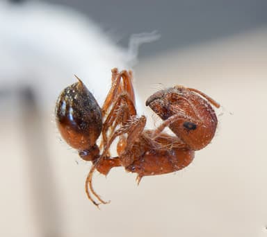 Pogonomyrmex subnitidus photo 17