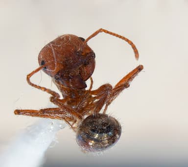 Pogonomyrmex subnitidus photo 18