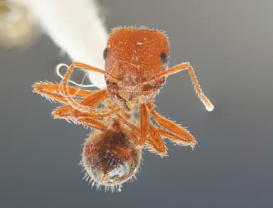 Pogonomyrmex subnitidus photo 19