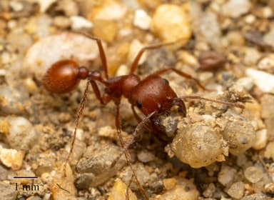 Pogonomyrmex subnitidus photo 20