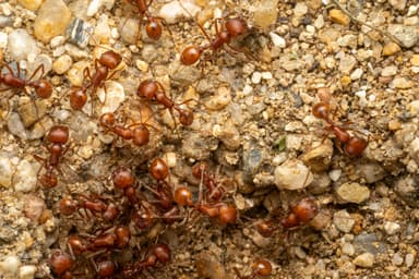 Pogonomyrmex subnitidus photo 22